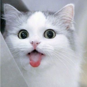 Meet your Posher, MysticalX